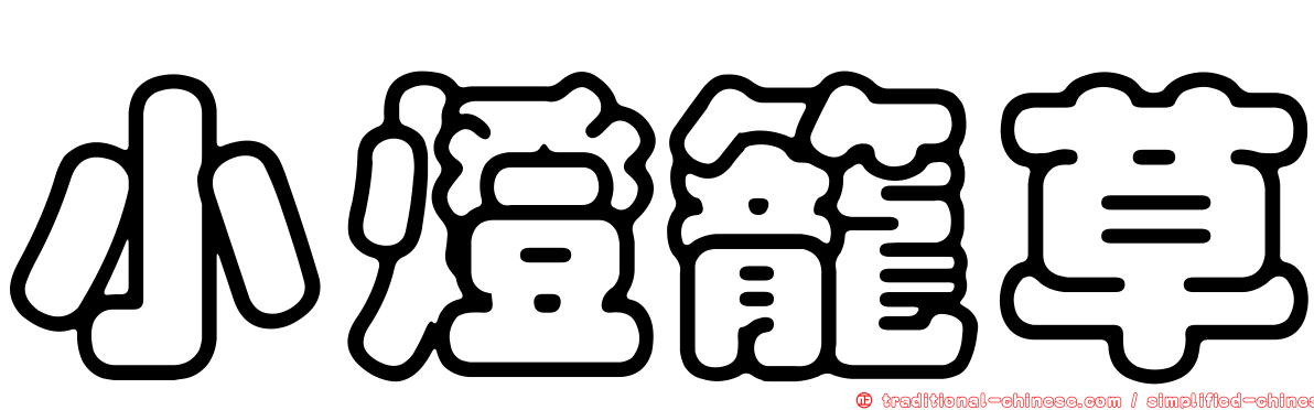 小燈籠草