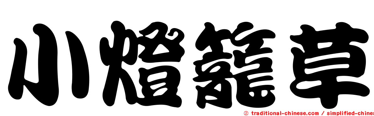 小燈籠草