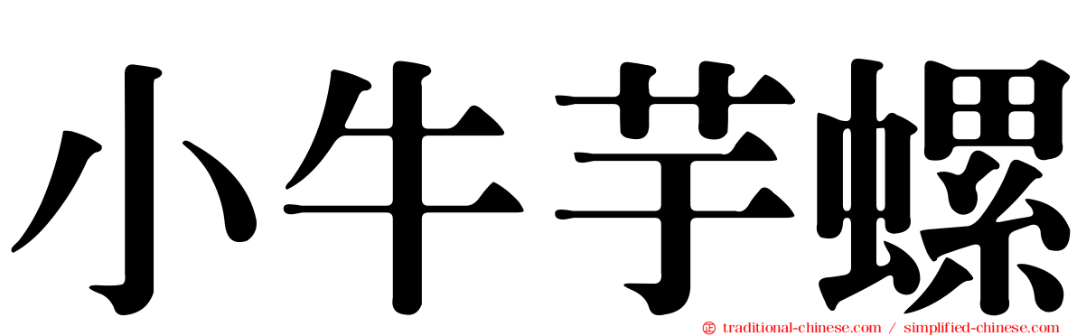 小牛芋螺