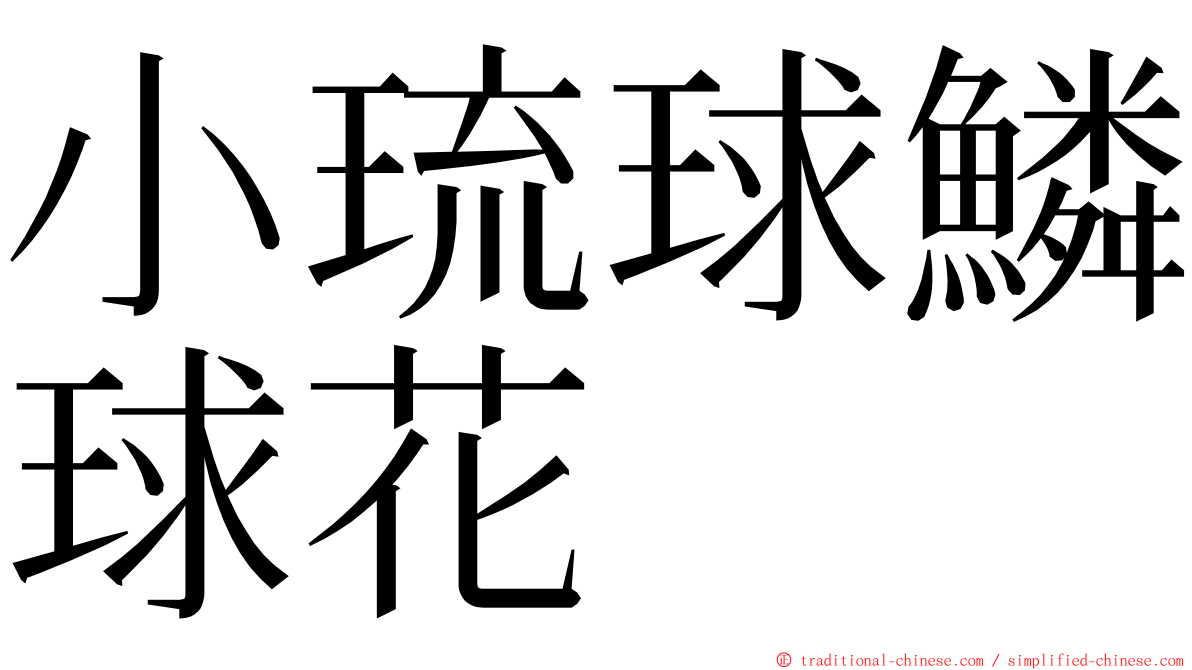 小琉球鱗球花 ming font