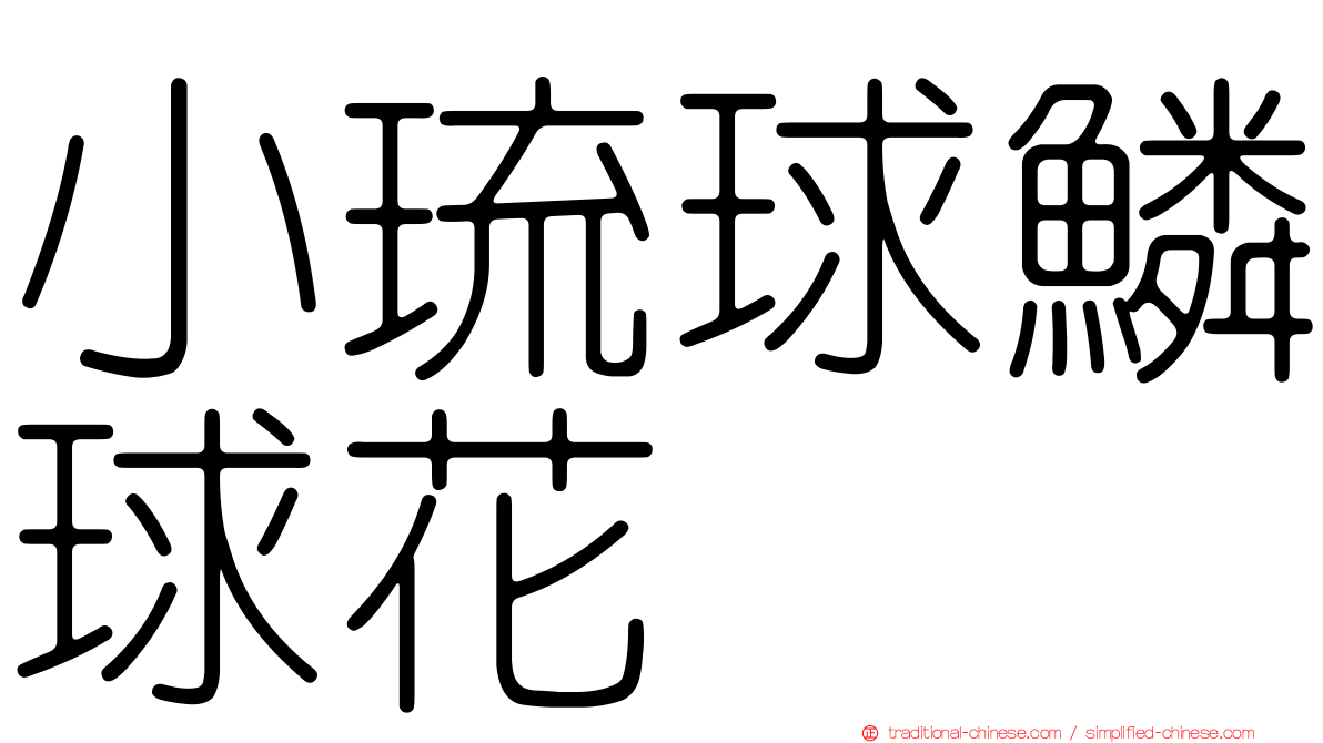 小琉球鱗球花