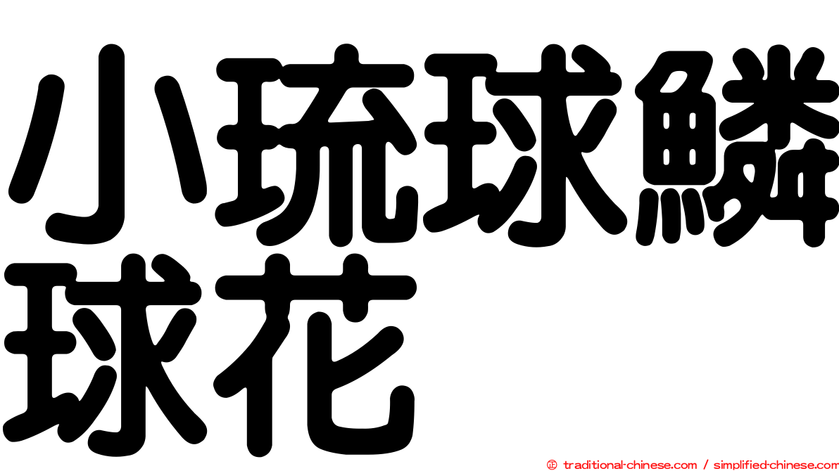 小琉球鱗球花