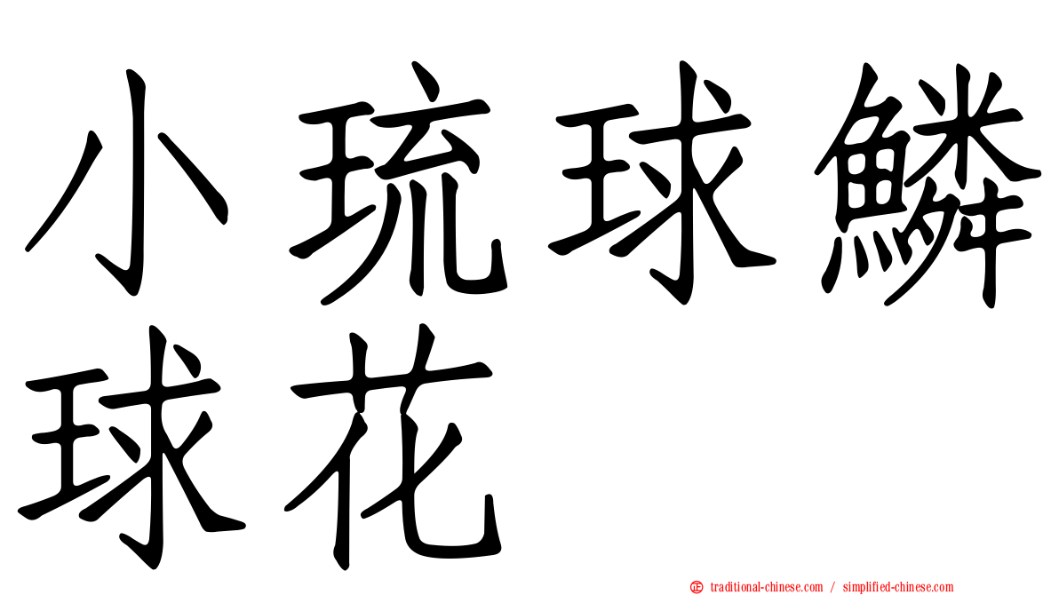 小琉球鱗球花