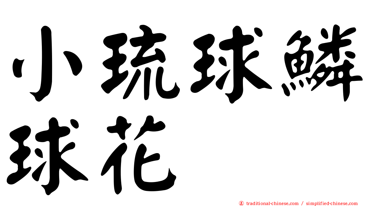 小琉球鱗球花