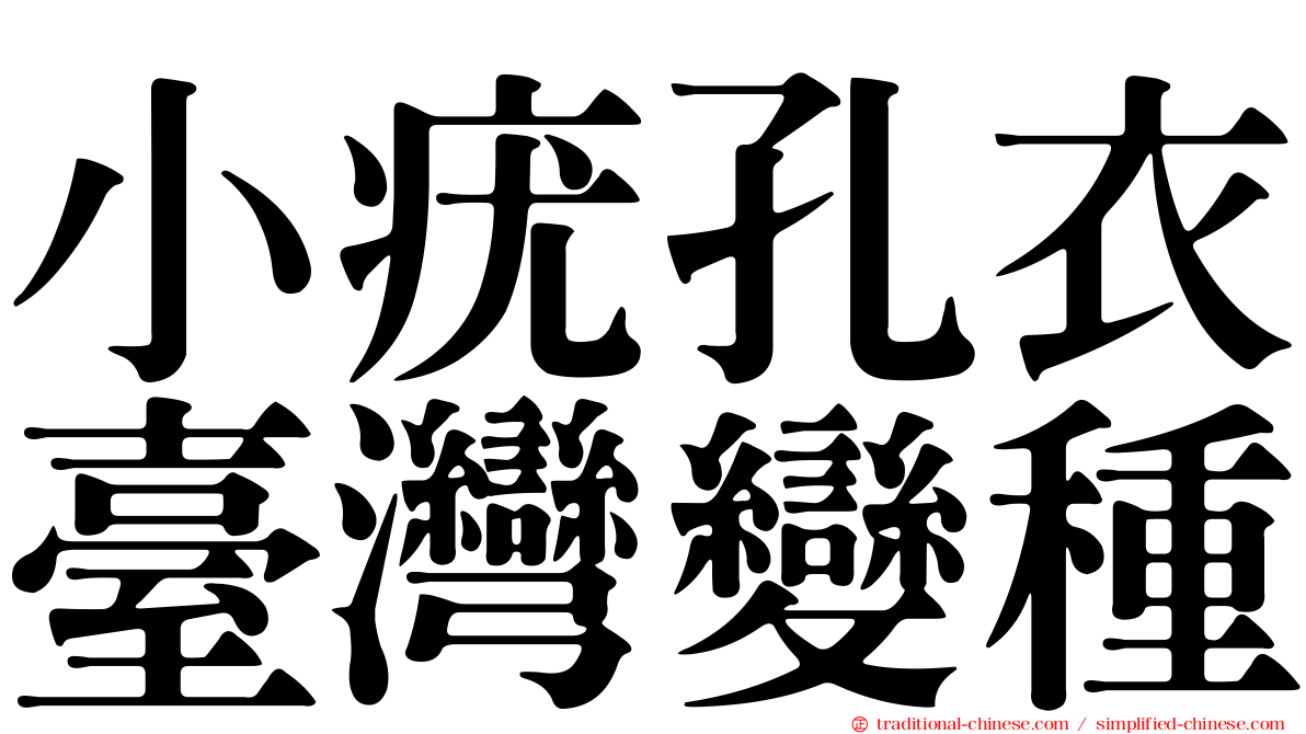 小疣孔衣臺灣變種
