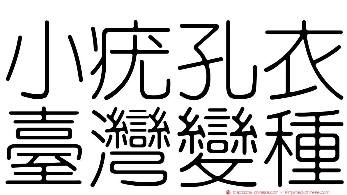 小疣孔衣臺灣變種