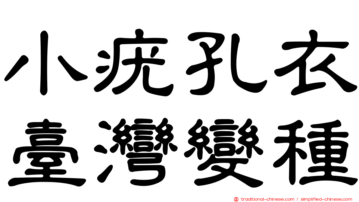 小疣孔衣臺灣變種