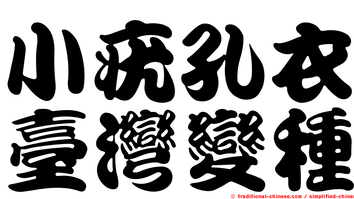 小疣孔衣臺灣變種