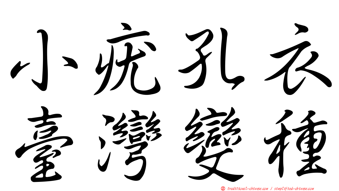 小疣孔衣臺灣變種