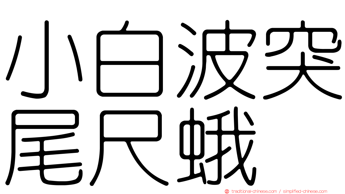 小白波突尾尺蛾