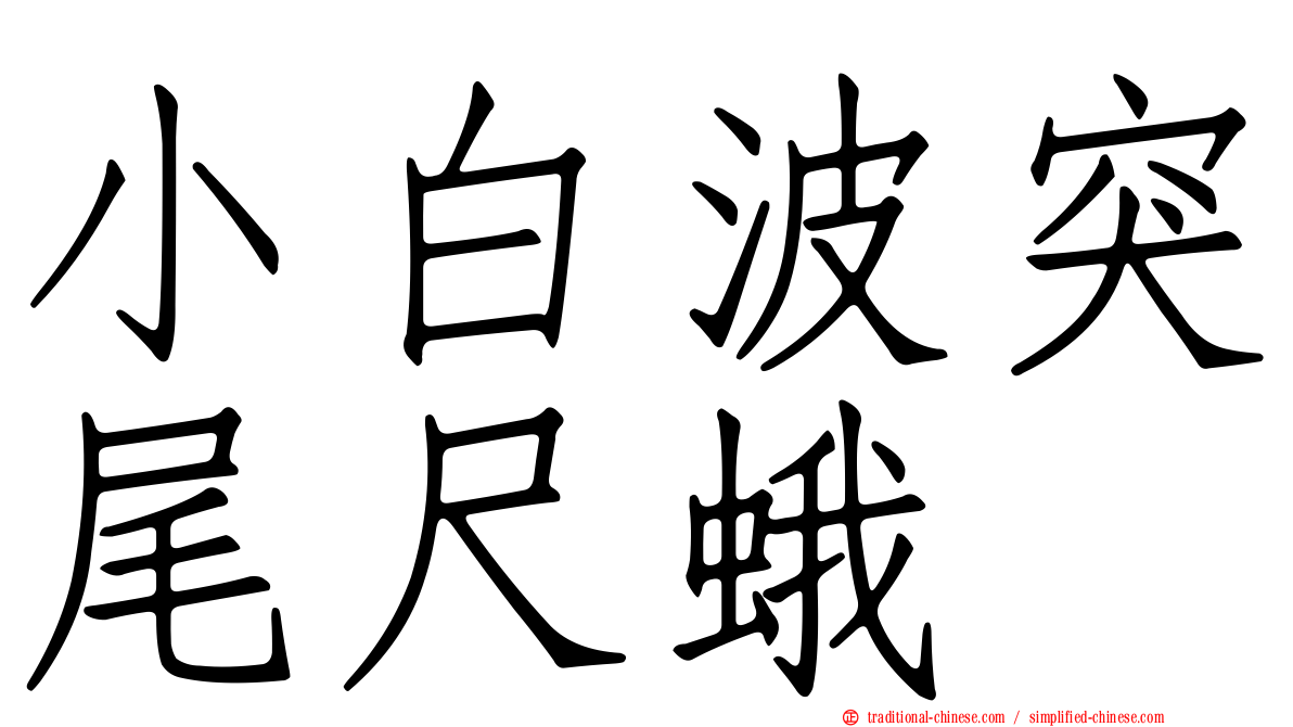 小白波突尾尺蛾