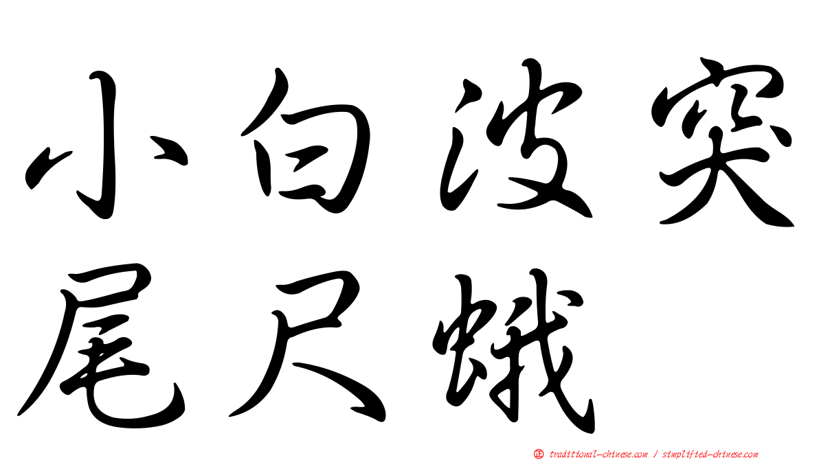 小白波突尾尺蛾