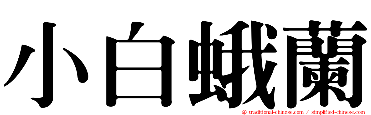 小白蛾蘭