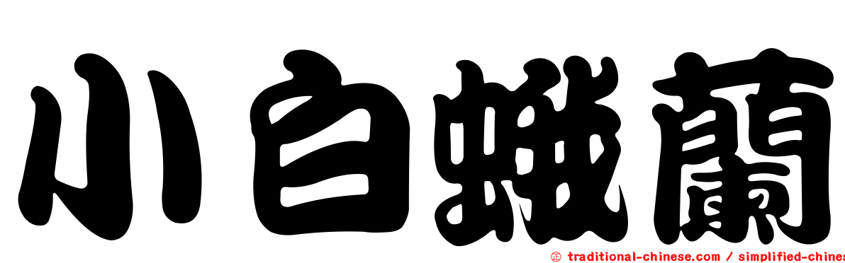小白蛾蘭