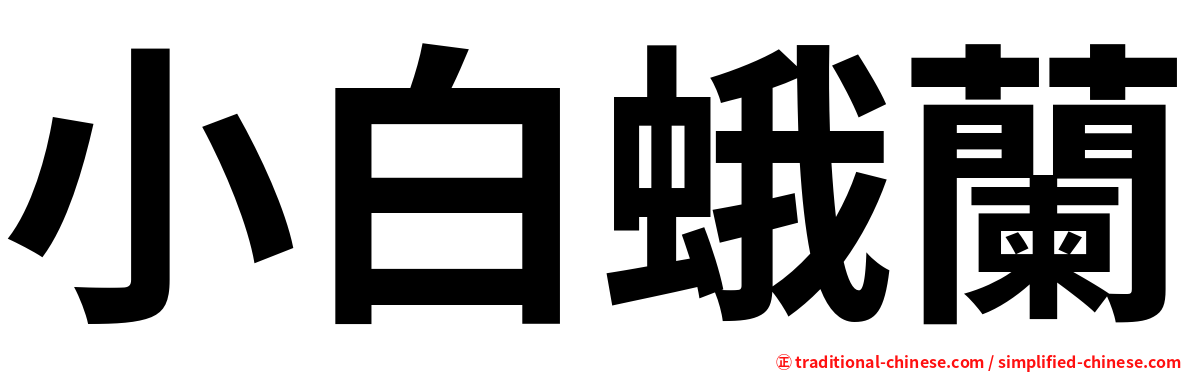 小白蛾蘭