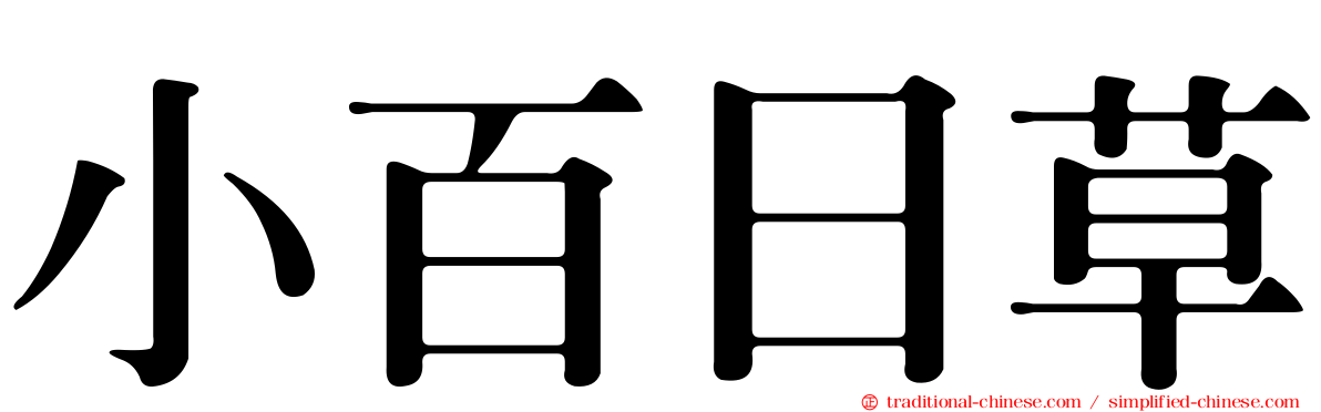 小百日草