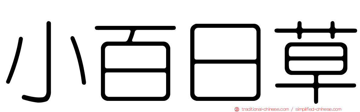 小百日草