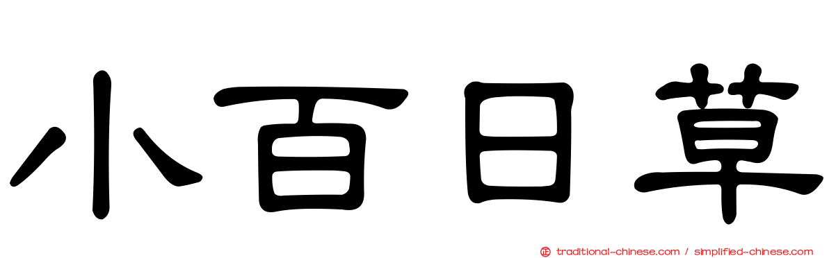 小百日草