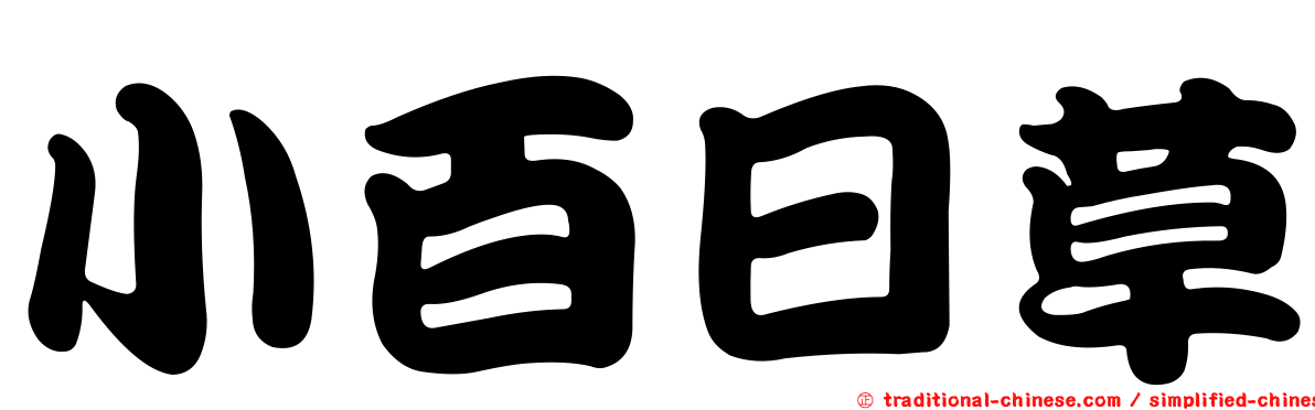 小百日草