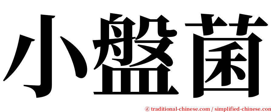 小盤菌 serif font