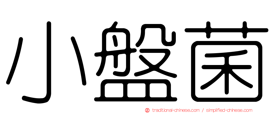 小盤菌