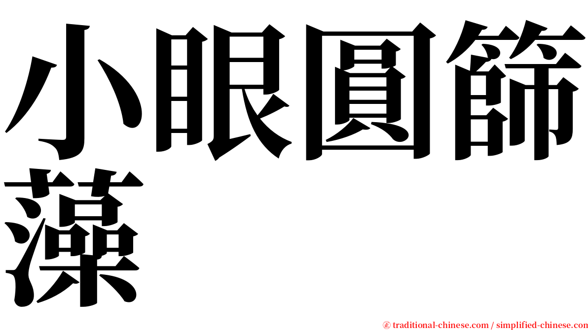 小眼圓篩藻 serif font