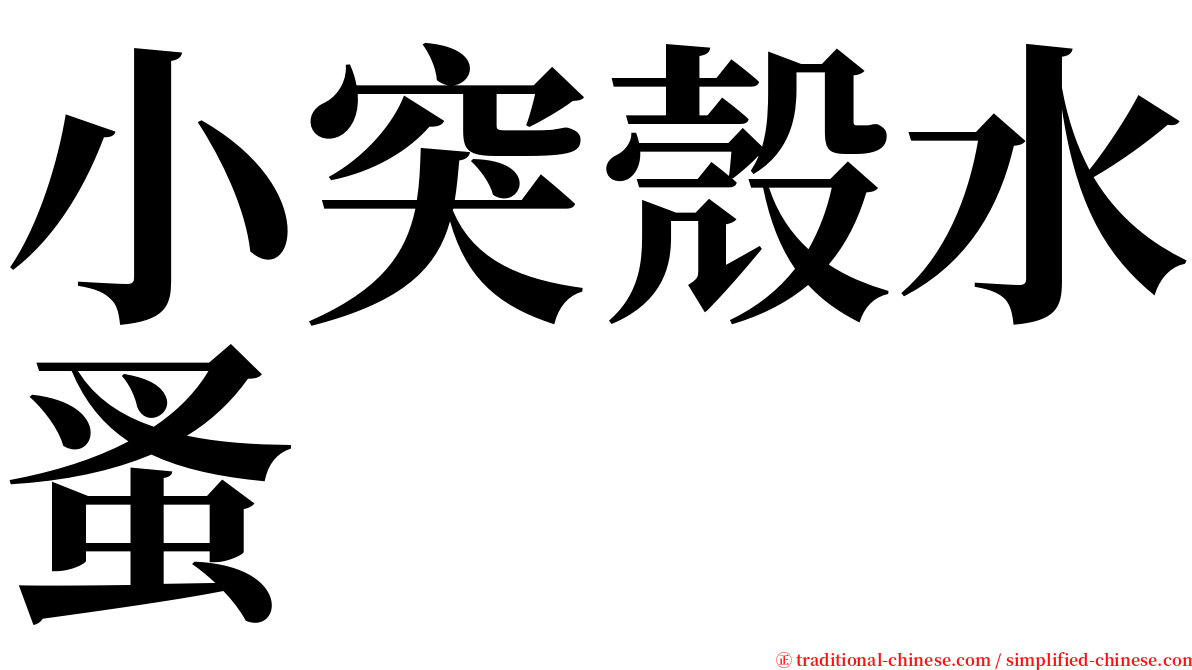 小突殼水蚤 serif font