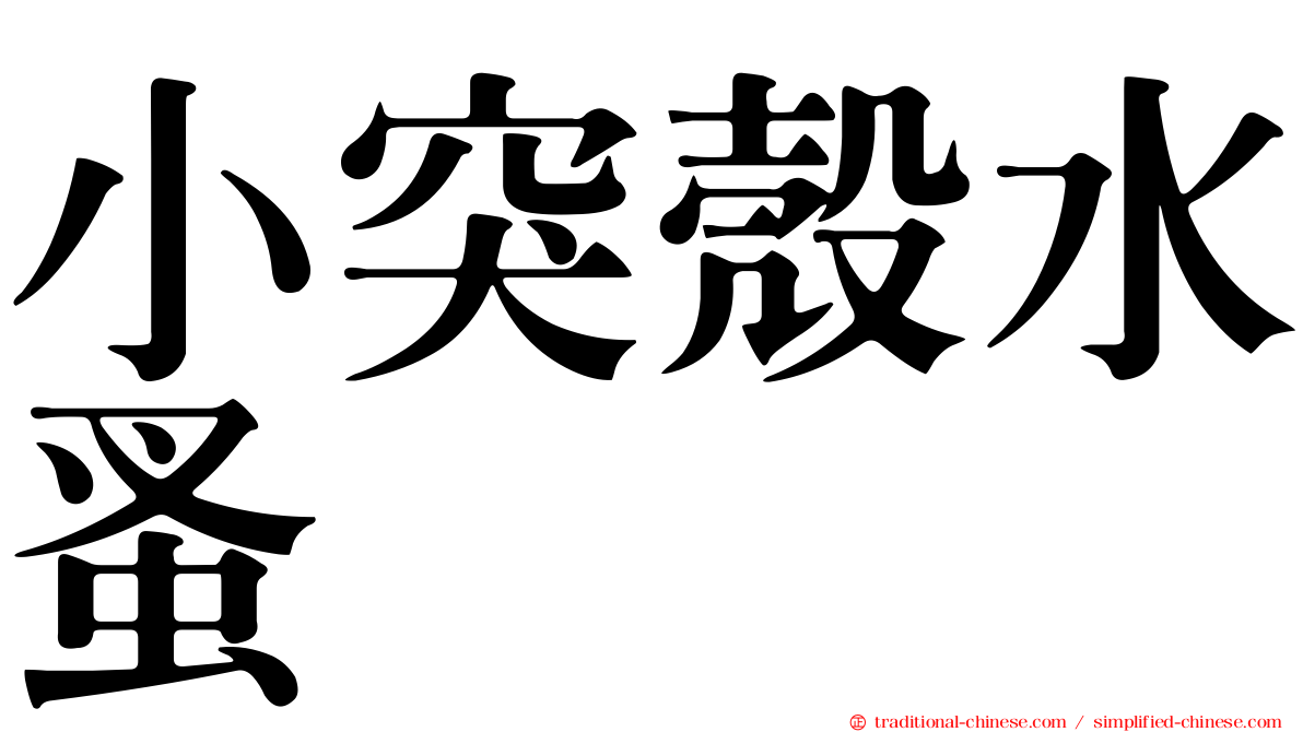 小突殼水蚤
