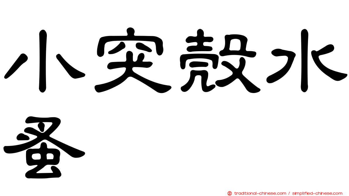 小突殼水蚤