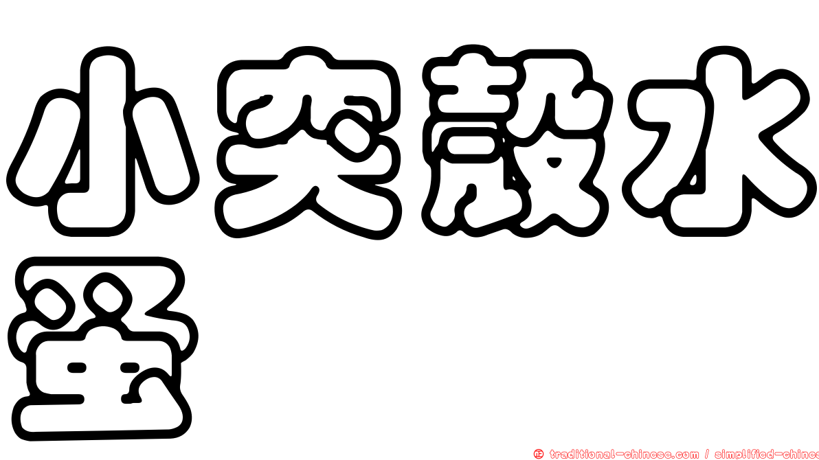 小突殼水蚤