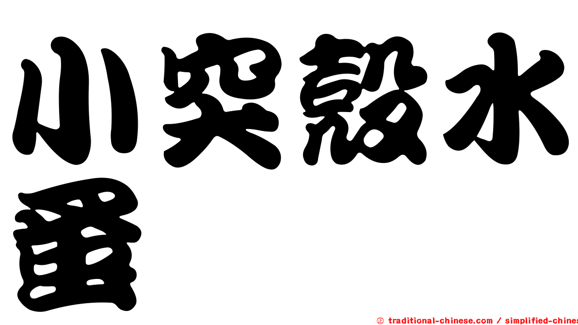 小突殼水蚤