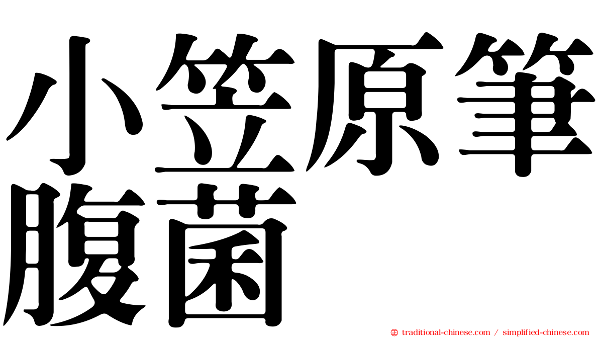 小笠原筆腹菌
