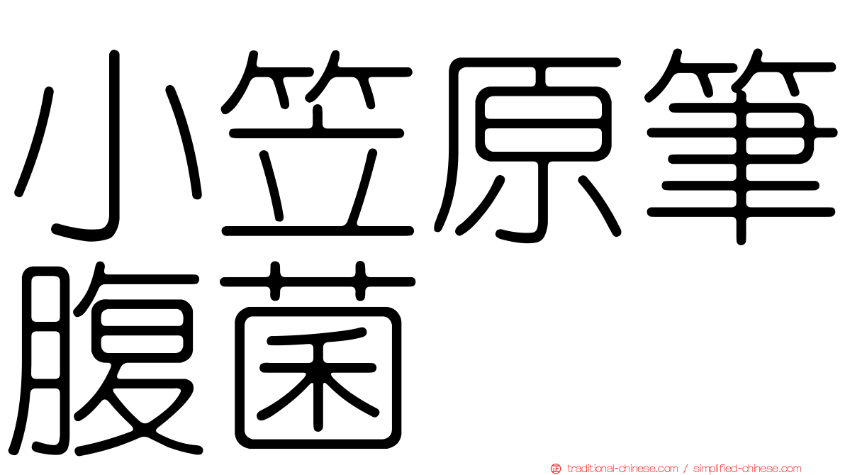 小笠原筆腹菌