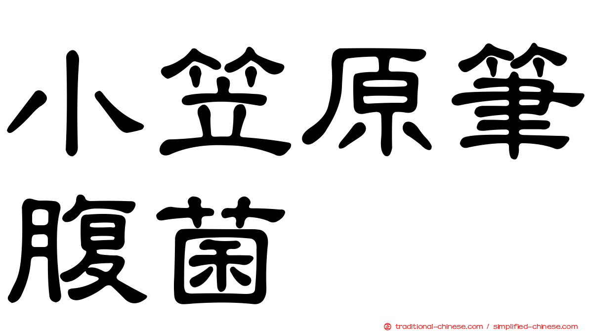 小笠原筆腹菌