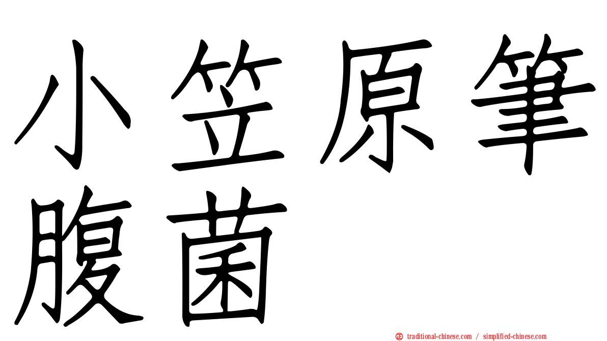 小笠原筆腹菌