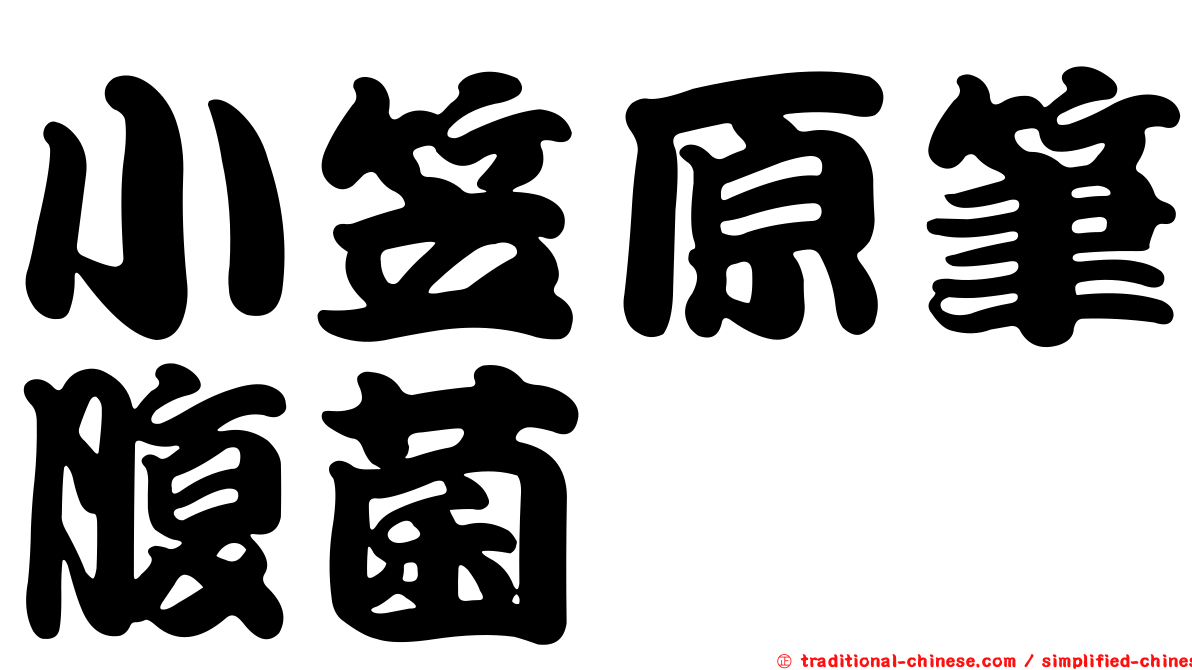 小笠原筆腹菌