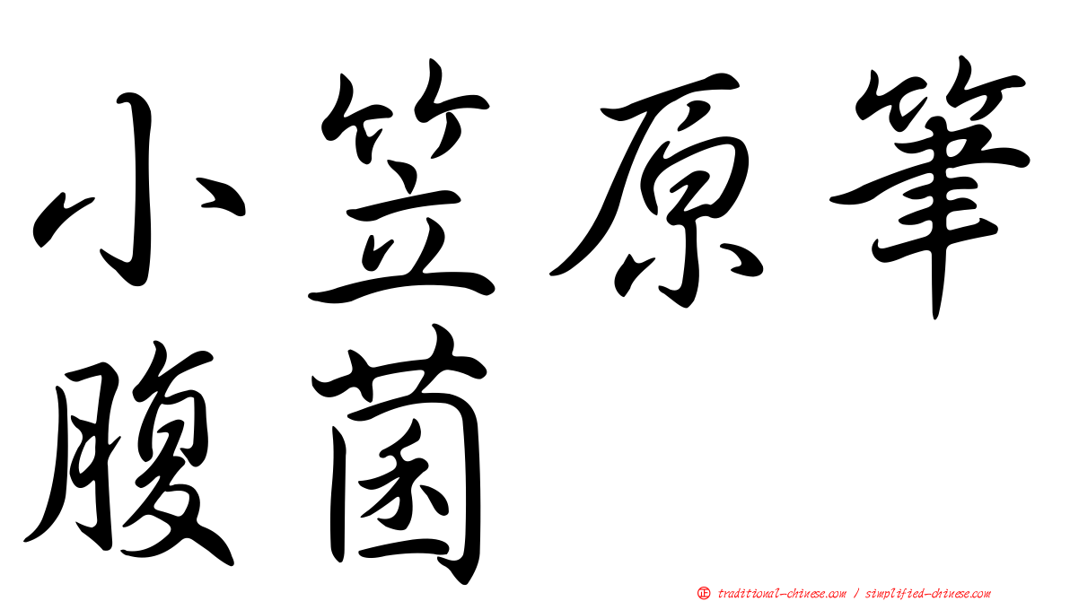 小笠原筆腹菌