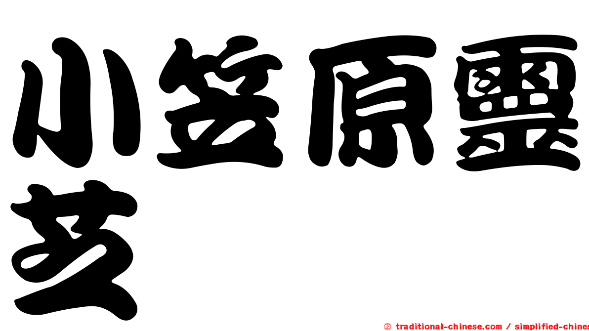 小笠原靈芝