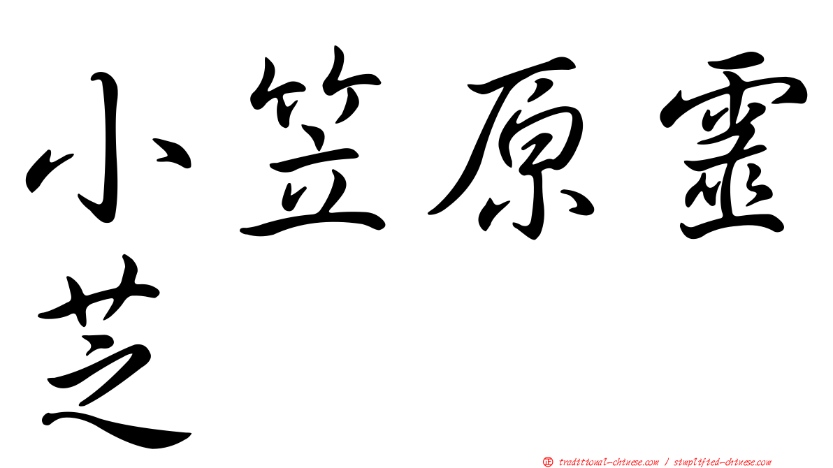 小笠原靈芝
