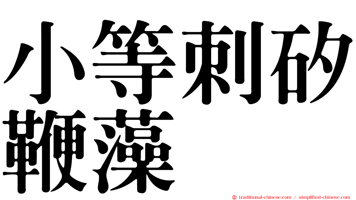 小等刺矽鞭藻