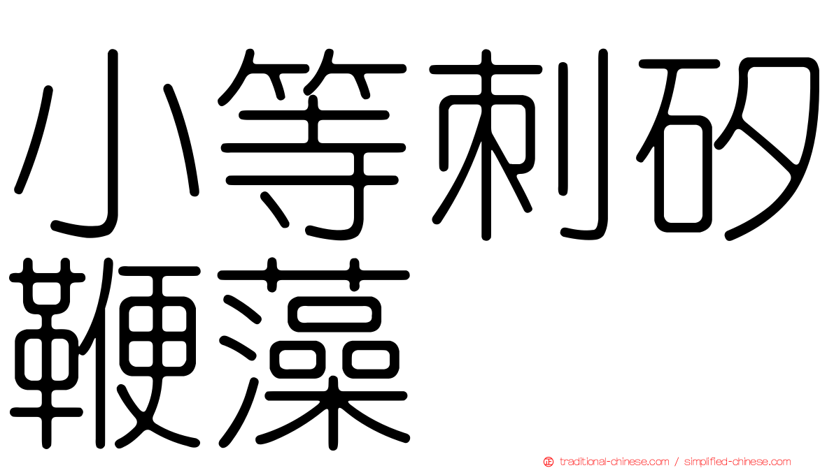 小等刺矽鞭藻