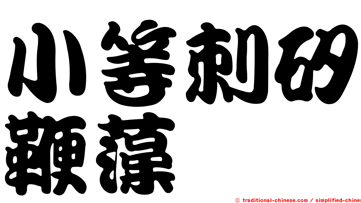 小等刺矽鞭藻
