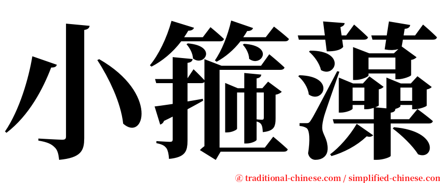 小箍藻 serif font