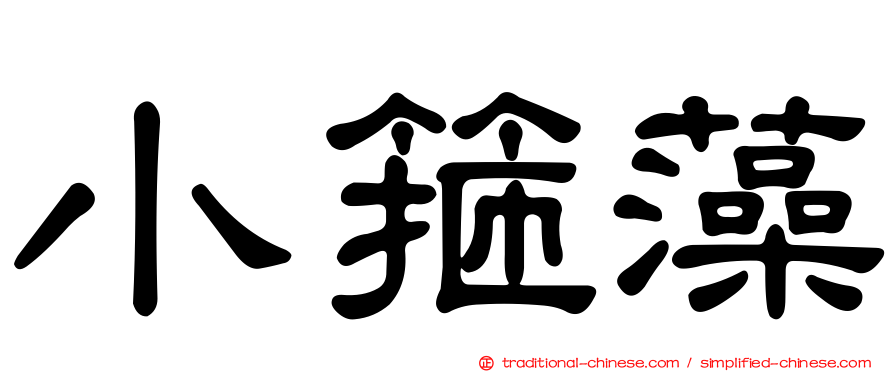 小箍藻
