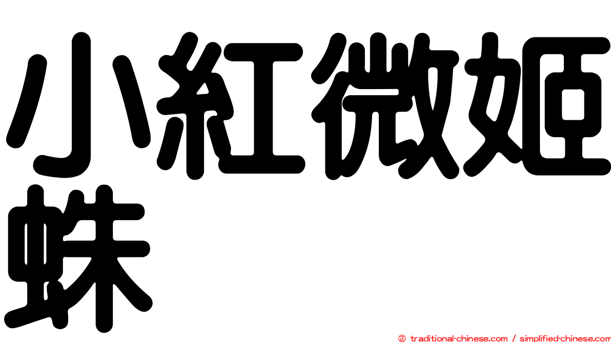 小紅微姬蛛