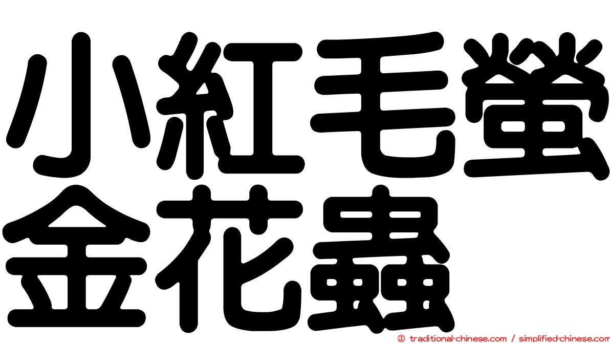 小紅毛螢金花蟲