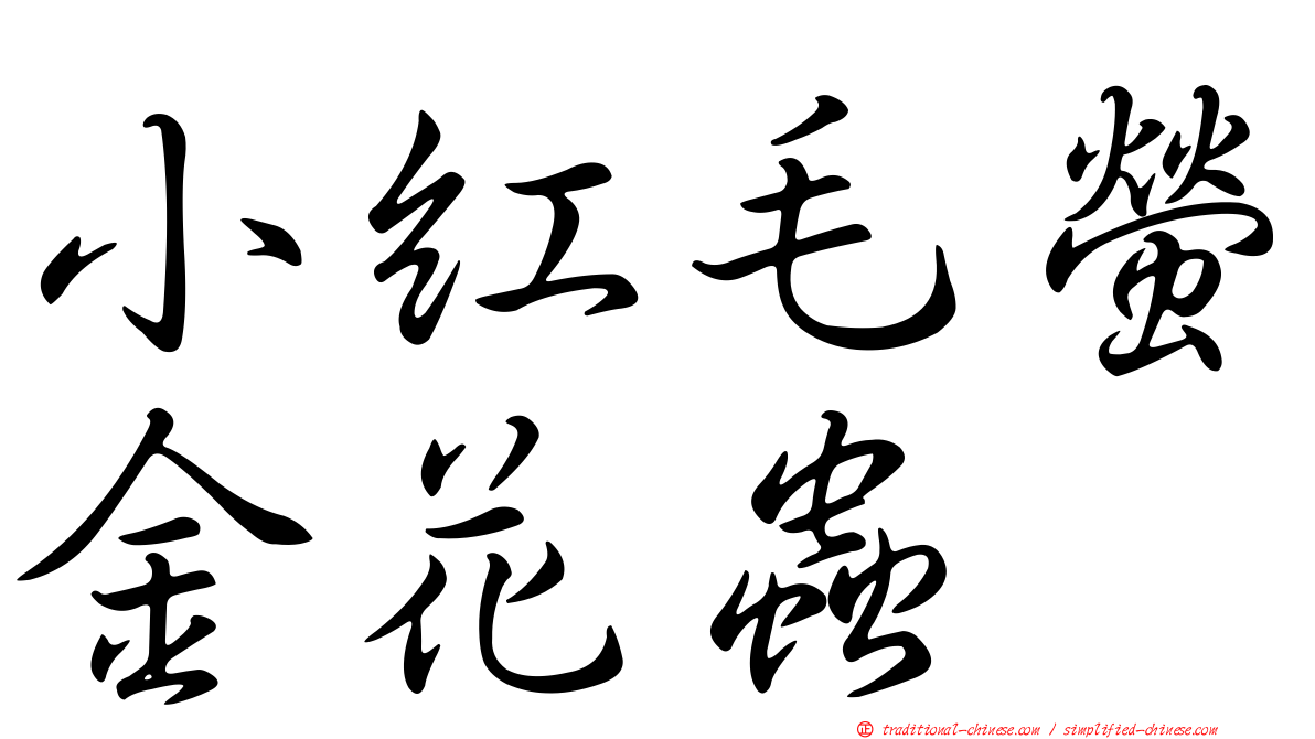 小紅毛螢金花蟲