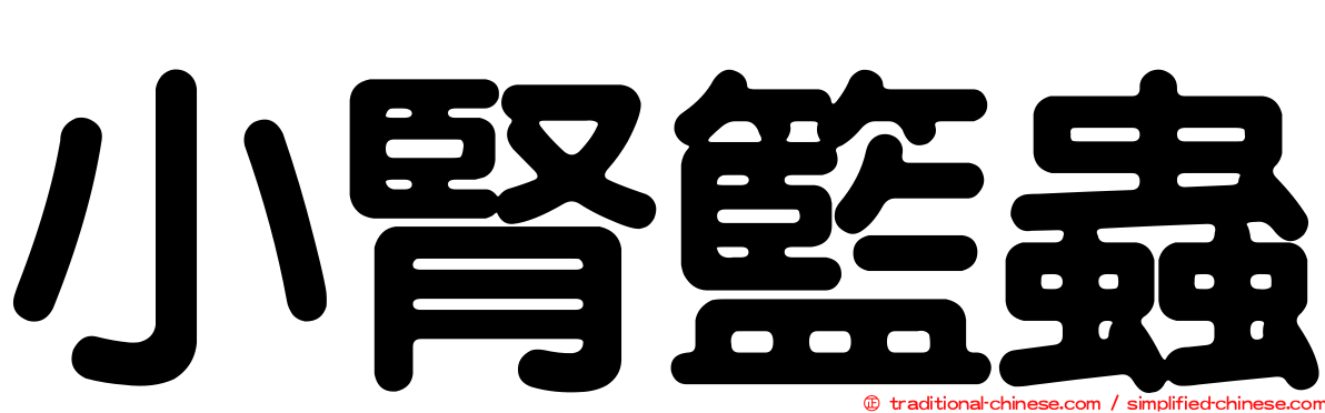 小腎籃蟲