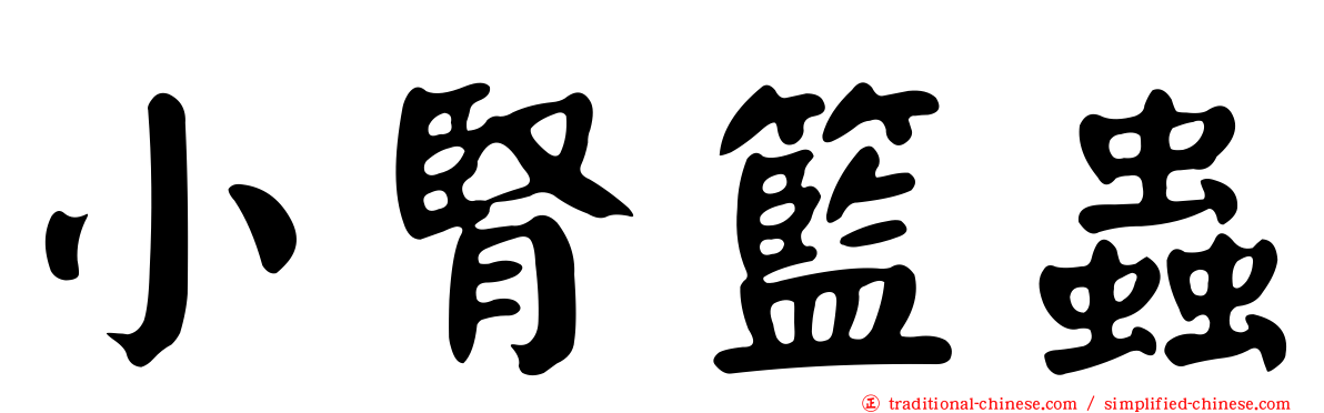 小腎籃蟲