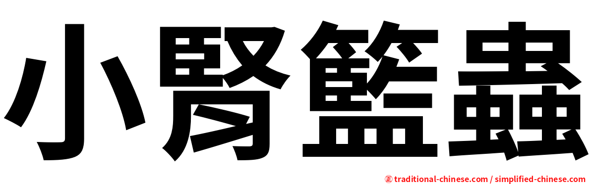 小腎籃蟲